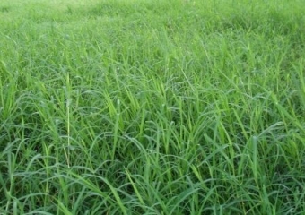 Humidícola (Quicuia)