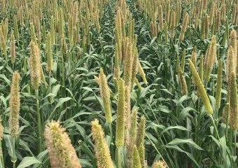 Milheto ADRg 9050
