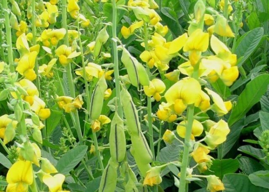 Crotalária Ochroleuca