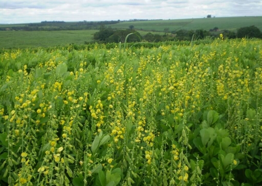 Crotalária Spectabilis